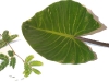 Leaves (Big and Small).jpg